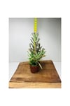Kalanchoe Delagoensis Aşkın Gözyaşı Sukulent 10-20 cm