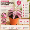 Kalanchoe Pink Butterflies Succulent Pembe Aşkın Gözyaşı Sukulent