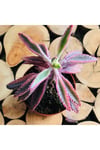Kalanchoe Pink Butterflies Succulent Pembe Aşkın Gözyaşı Sukulent