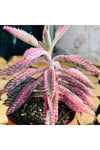 Kalanchoe Pink Butterflies Succulent Pembe Aşkın Gözyaşı Sukulent
