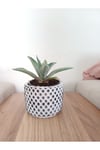 Kara taş saksıda agave amaricana amerikan sabır bitkisi