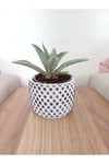 Kara taş saksıda agave amaricana amerikan sabır bitkisi