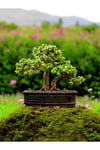 Kare saksıda 19 yaş bonsai
