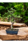Kare Saksıda Bonsai Ağacı