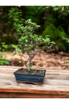 Kare Saksıda Bonsai Ağacı