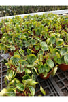 Karpuz Peperomia Canlı İç Mekan Bitkisi - Özel Gümüş Desenli Egzotik Salon Çiçeği