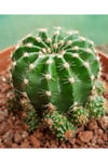 Kaynana Topuzu Kaktüs - Echinopsis Oxygona 10-15 cm Çapında