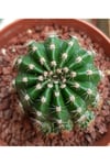 Kaynana Topuzu Kaktüs - Echinopsis Oxygona 10-15 cm Çapında