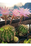 Kaynana Topuzu Kaktüs - Echinopsis Oxygona 10-15 cm Çapında