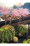 Kaynana Topuzu Kaktüs - Echinopsis Oxygona 10-15 cm Çapında