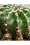 Kaynana Topuzu Kaktüs - Echinopsis Oxygona 10-15 cm Çapında