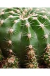 Kaynana Topuzu Kaktüs - Echinopsis Oxygona 10-15 cm Çapında