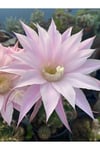 Kaynana Topuzu Kaktüs - Echinopsis Oxygona 10-15 cm Çapında