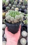 Kaynana Topuzu Kaktüsü Orta Boy Echinopsis Tubiflora