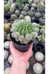 Kaynana Topuzu Kaktüsü Orta Boy Echinopsis Tubiflora