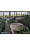 Kırçıllı taş Orkide bonsai ve aranjman saksısı no 1