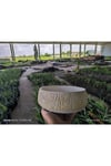 Kırçıllı taş Orkide bonsai ve aranjman saksısı no 1