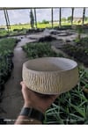 Kırçıllı taş Orkide bonsai ve aranjman saksısı no 1