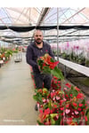 Kırmızı Antoryum Canlı Çiçek – Hediyelik Salon Bitkisi Kalp Yapraklı Anthurium Saksılı