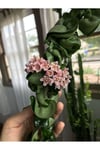 Kıvırcık Yapraklı Mum Çiçeği Fidanı 5-10 cm