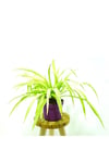 Kurdela chlorophytum comosum variegatum Fidanı 10-20 cm