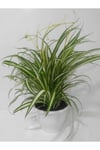 Kurdela Çiçeği Fidanı 10-20 cm