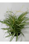 Kurdela Çiçeği Fidanı 10-20 cm