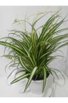 Kurdela Çiçeği Fidanı 10-20 cm