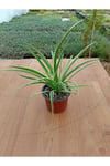 Kurdela Çiçeği Fidanı Chlorophytum Comosum 10-20 cm