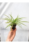 Kurdela Çiçeği Fidesi 10-20 cm
