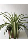 Kurdela Çiçeği Fidesi 10-20 cm