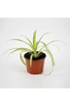 Kurdela Kordela Salon Çiçeği Fidanı 10-20 Cm