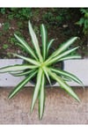Kurdela Kordela Salon Çiçeği Fidanı 10-20 Cm
