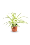 Kurdele Çiçeği Chlorophytum Comosum Variegatum