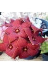 Leş Kaktüsü 10 Cm