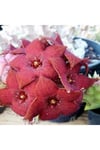 Leş Kaktüsü 10 Cm
