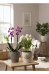 Lotus Çiçeği Desenli Dekoratif Beton Görünümlü Saksı - 2 Farklı Renk (Çiçeksizdir)