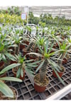 Madagaskar Palmiyesi - Egzotik Pachypodium Lamerei - Ofis ve Ev İçin Nadir Koleksiyon Bitkisi