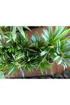 Madagaskar Palmiyesi - Pachypodium Lamerei - Dikenli Egzotik Salon Bitkisi