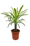 Madagaskar Palmiyesi- Pachypodium Lamerei 25 Cm