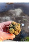 Mammillaria Yavrulu Mini Kaktüs Saksılı Koleksiyonluk
