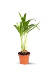Mini Areka - Dypsis Lutescens 30 Cm