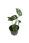 MİNİ BOY MONSTERA MONKEY MASK 25 CM