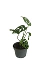 MİNİ BOY MONSTERA MONKEY MASK 25 CM