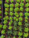 Mini Crassula Perforata Sukulent – Dekoratif Seramik Saksılı Canlı Bitki