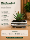 Mini Haworthia Sukulent – Dekoratif Seramik Saksılı Canlı Bitki 3