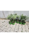 Mini zeytin fidanı