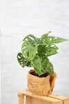 Monstera Adansonii-monstera Monkey Mask-deve Tabanı