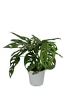 Monstera Adansonii - Monstera Monkey - Monstera - Deve Tabanı