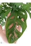 Monstera Adansonii - Monstera Monkey - Monstera - Deve Tabanı